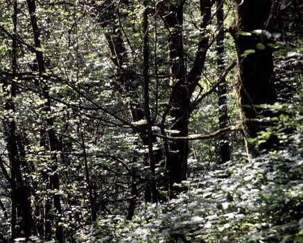Trees in the forest and leaves, natural background photo