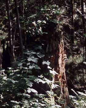 Trees in the forest and leaves, natural background photo