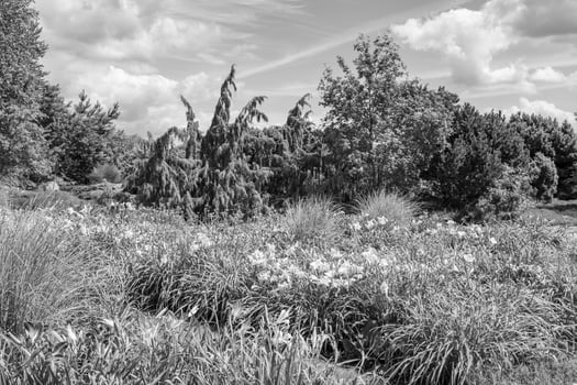 Big Garden in germany photo