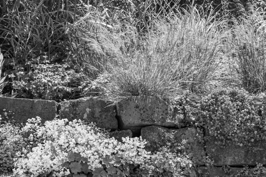 summer time in a german garden photo