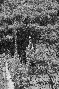 summer time in a german garden photo