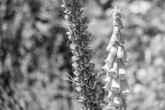 summer time in a german garden photo