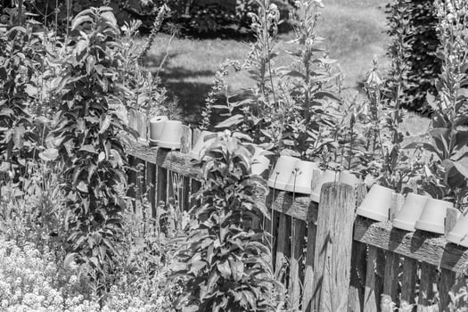 summer time in a german garden photo