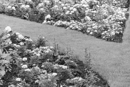 summer time in a german garden photo