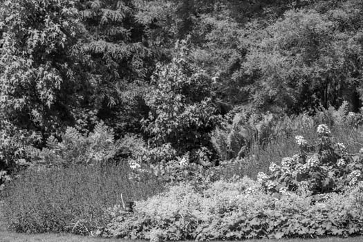 summer time in a german garden photo