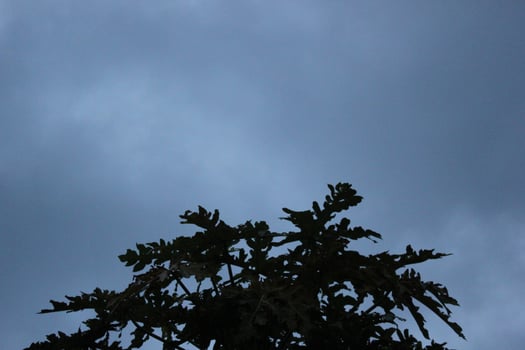 a tree with a dark sky behind it photo