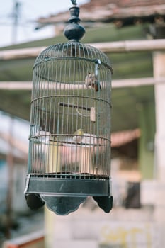 Bird resting in a cage, showcasing vibrant feathers against the metal bars of the enclosure photo