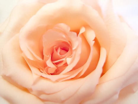 Beautiful delicate pink rose photo