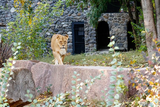 macro of a beautiful lioness in nature photo
