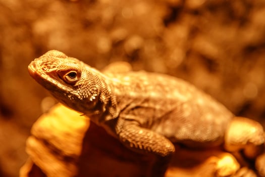 beautiful lizard Oplurus quadrimaculatus, Madagascar Swift photo
