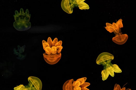Shooting macro Lychnorhiza lucerna underwater photo