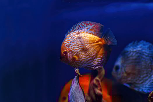 Underwater shot of Symphysodon fish photo