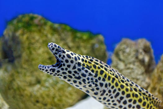 Underwater shot of Gymnothorax favagineus fish photo