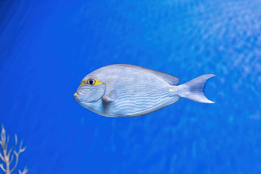 Underwater shot of fish Acanthurus mata photo