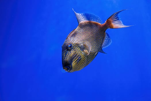 Underwater shot of Pseudobalistes fuscus fish photo