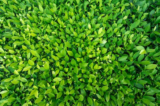 Small green leaves in hedge wall texture background. Closeup green hedge plant in garden. Eco evergreen hedge wall. Natural backdrop. Beauty in nature. Green leaves with natural pattern wallpaper. photo
