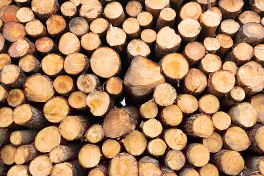 Pile of timber logs. Wooden logs. Certified sustainable timber from forests managed for reforestation. Wood company ensures transparency, traceability. Sustainable forestry practices. Wood supply. photo