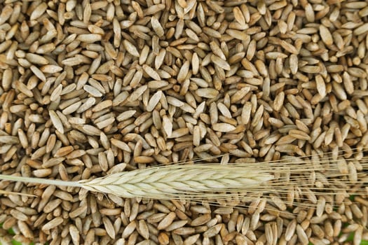 Closeup of rye grains for natural food and agriculture background photo