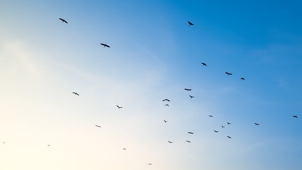 Flock of Birds Flying in a Clear Blue Sky During Sunrise with Soft Gradient Background photo