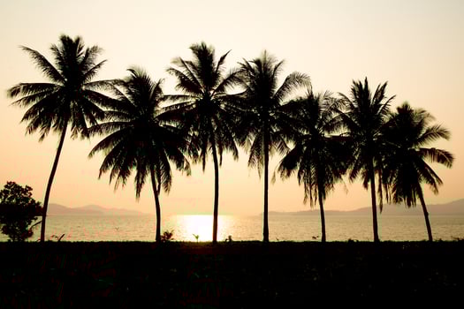 Silhouette of Palm Trees at Sunset by the Ocean with Golden Sky and Calm Water photo