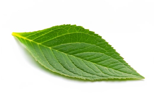 Green Leaf on White Background photo