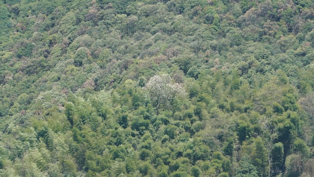 The beautiful mountains landscapes with the green bamboo forests as background in the countryside of the China photo