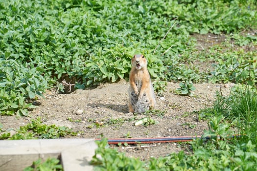 A funny cute gopher stands on his hind legs and stares in wonder at the camera photo
