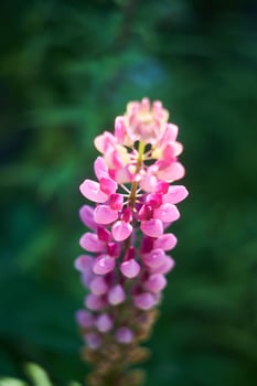 Flowering Lupin , Lupinus polyphyllus. Blooming garden lupines, close-up with selective focus. photo