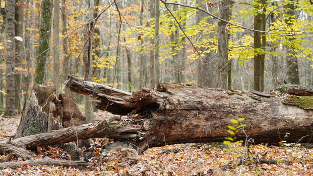 The colorful forest view in the natural park in autumn photo