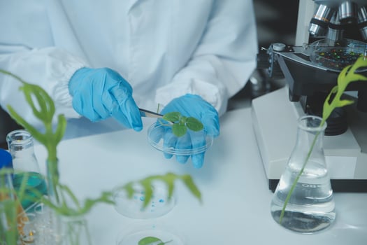 Scientist cutting plant tissue culture in petri dish, performing laboratory experiments. Small plant testing. Asparagus and other tropical plant. Thailand. Soft light, close-up. photo