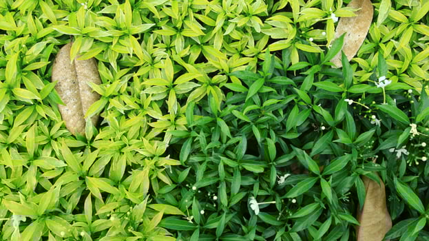 young lush leaves are used for background or texture photo