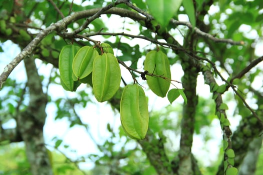 Close up view of young fruit of starfruit or star fruit tree or Averrhoa carambola, still green, organically cultivated photo
