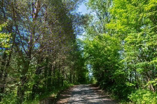 Pathway under the trees beside woodland. photo