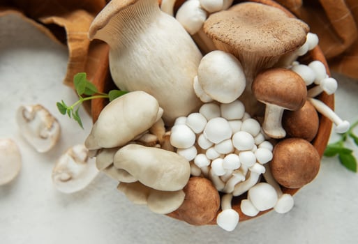 Assortment of various mushrooms photo