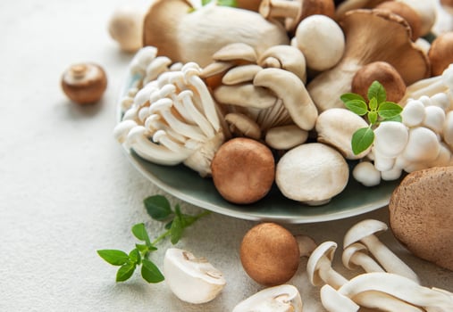 Assortment of various mushrooms photo