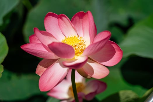 A pink lotus flower sways in the wind, Nelumbo nucifera. Against the background of their green leaves. Lotus field on the lake in natural environment. photo