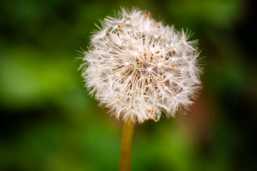 Close up of a dandelion seed head against a blurred green background, in a natural environment. photo