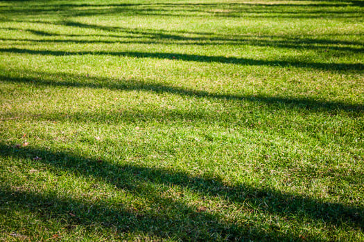 Well maintained grassy lawn with long shadows cast by trees, suggesting a sunny day, with lush and green grass, indicating good health and care. photo