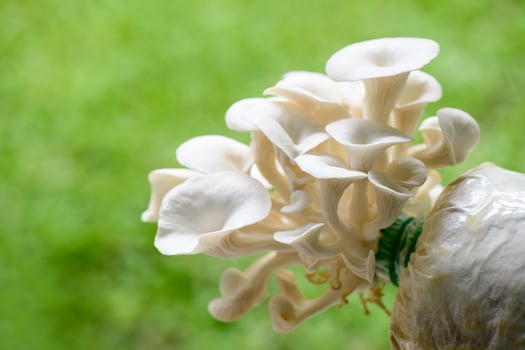 Closeup fresh Bhutan Oyster Mushroom on ligfht green background, photo
