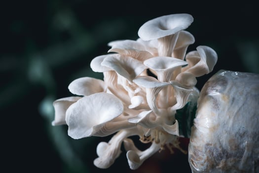 Closeup fresh Bhutan Oyster Mushroom, mushroom growing on plastic bag photo