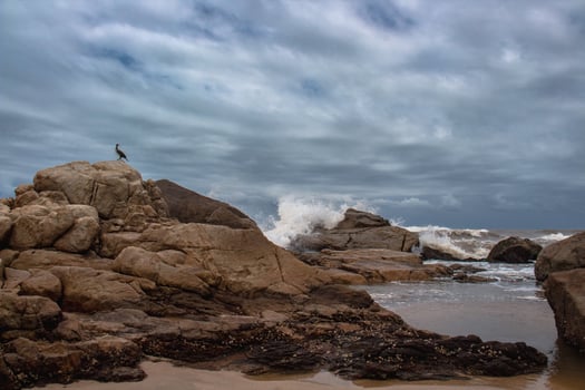 Cormorants Awaits The Waves photo