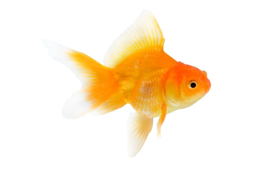 single goldfish animal isolated on white background photo