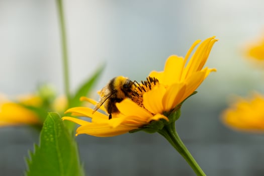 bumblebee collects pollen on a bright yellow large flower, summer mood, bright colors, web banner photo