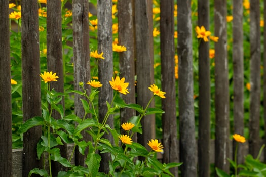 rustic wooden fence and beautiful yellow flowers. concept of life outside the city photo