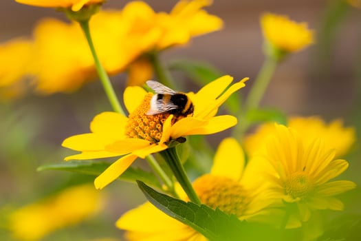 bumblebee collects pollen on a bright yellow large flower, summer mood, bright colors, web banner photo