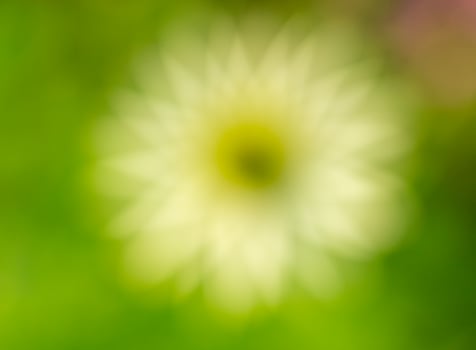 a blurry image of a yellow flower in a green field photo