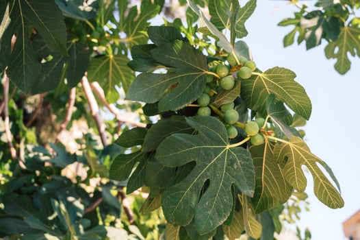 Figs on the branch of a fig tree photo