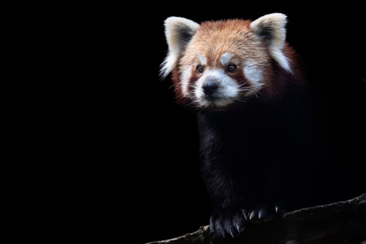 Portrait of a red panda isolated on black background photo