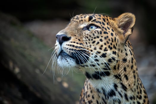 Ceylon leopard, Panthera pardus kotiya, Big spotted cat photo