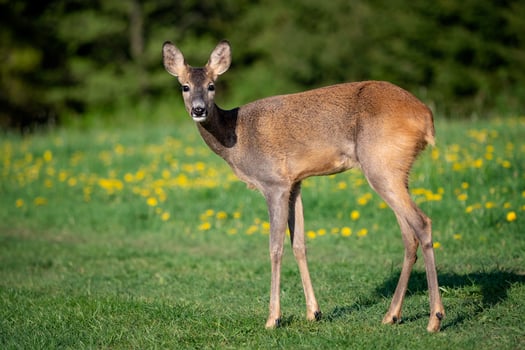 Roe deer in grass, Capreolus capreolus. Wild roe deer in spring nature. photo